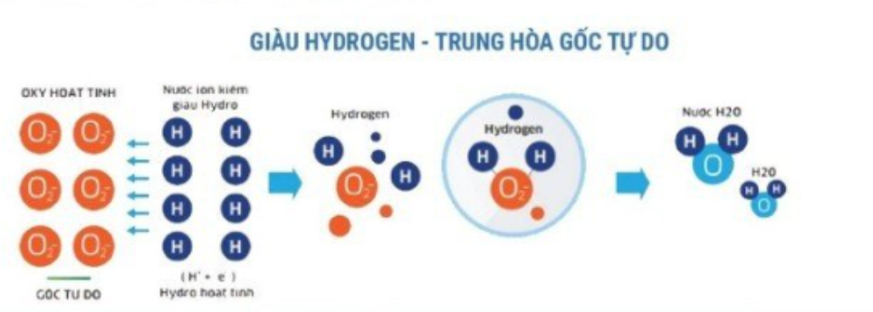 Giàu hydrogen trung hòa gốc tự do